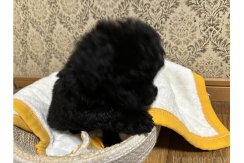 成約済の千葉県のトイプードル-380065の3枚目