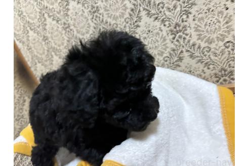 成約済の千葉県のトイプードル-380065の2枚目