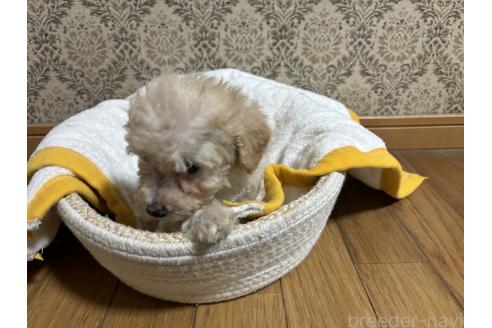 成約済の千葉県のトイプードル-380069の3枚目