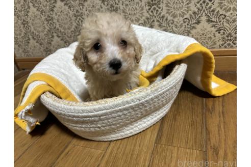 成約済の千葉県のトイプードル-380069の1枚目