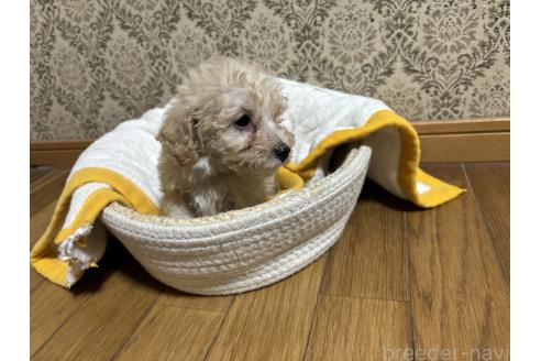 成約済の千葉県のトイプードル-380069の2枚目