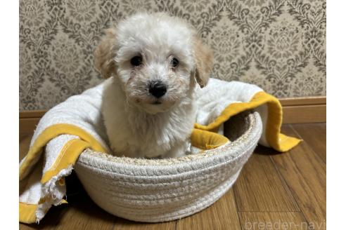成約済の千葉県のトイプードル-380068の1枚目