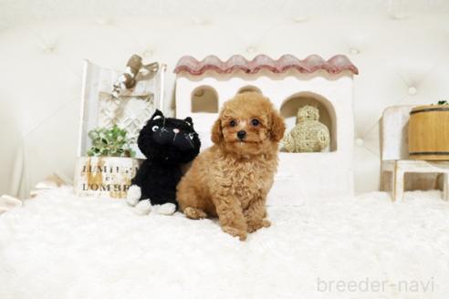 成約済の佐賀県のトイプードル-382382の5枚目