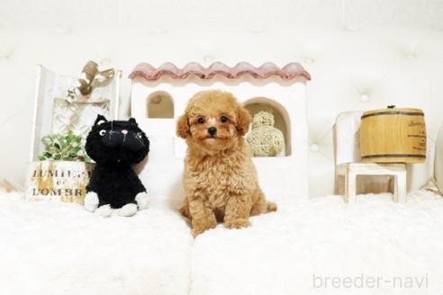 成約済の佐賀県のトイプードル-382382の4枚目