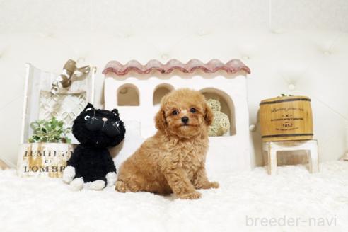 成約済の佐賀県のトイプードル-382382の3枚目