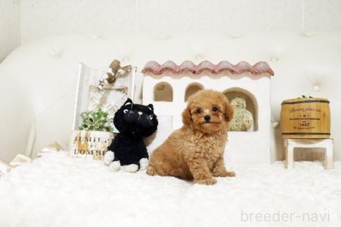 成約済の佐賀県のトイプードル-382382の2枚目