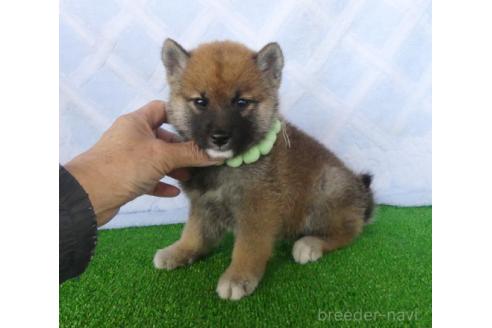 成約済の静岡県の柴犬-382389の5枚目