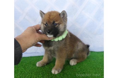 成約済の静岡県の柴犬-382389の3枚目