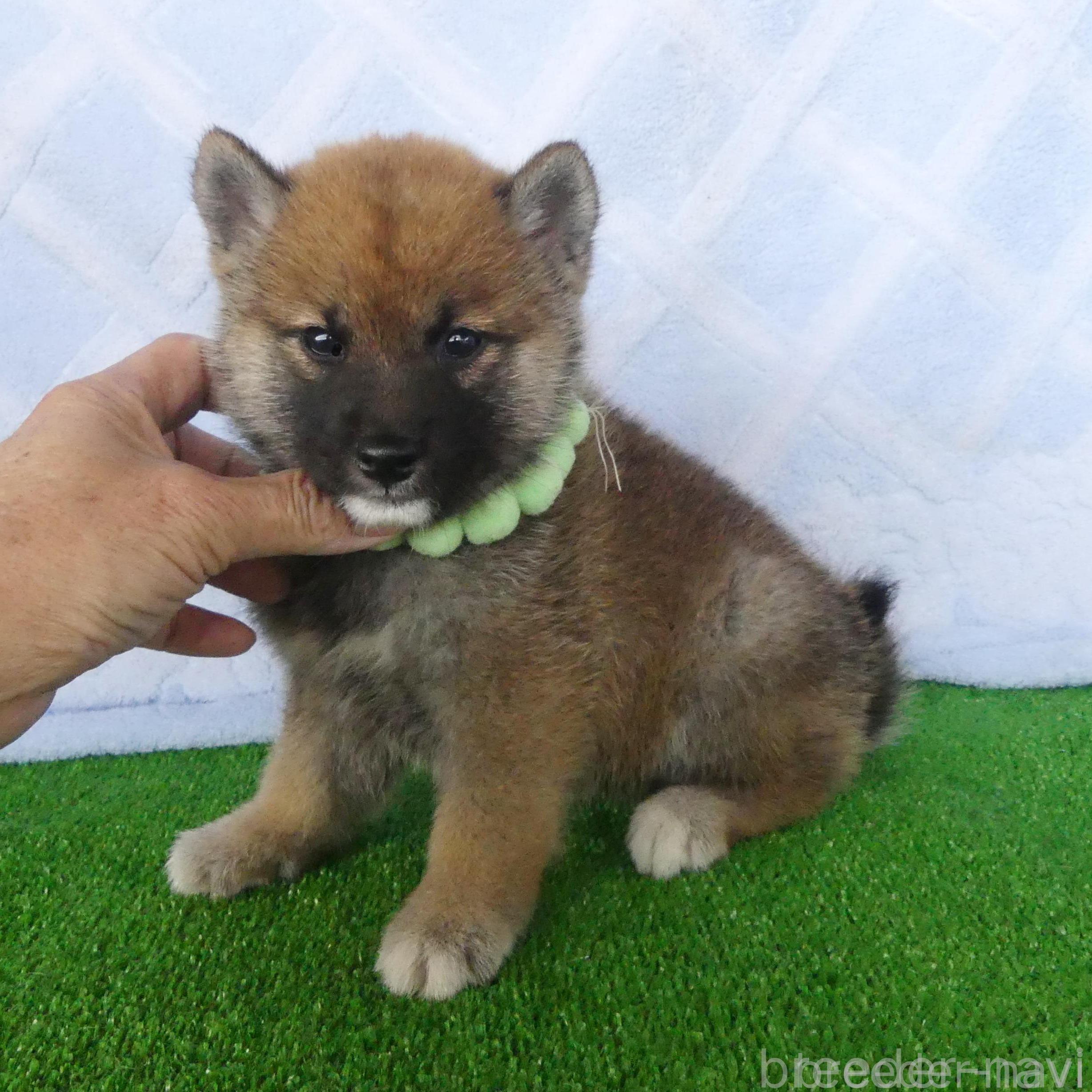 成約済の静岡県の柴犬-382389の1枚目