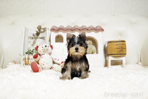 成約済の佐賀県のヨークシャーテリア-382393の5枚目