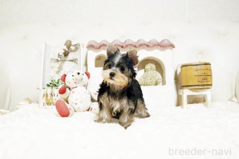 成約済の佐賀県のヨークシャーテリア-382393の4枚目