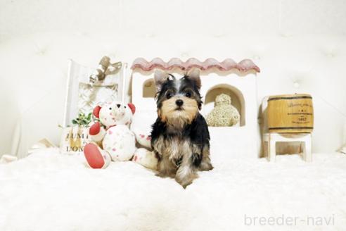 成約済の佐賀県のヨークシャーテリア-382393の3枚目