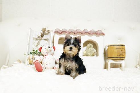 成約済の佐賀県のヨークシャーテリア-382393の2枚目