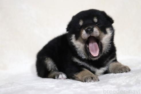 販売中の滋賀県の柴犬-382396の19枚目