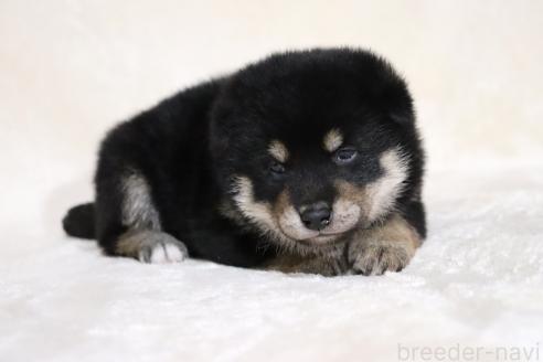 販売中の滋賀県の柴犬-382396の18枚目
