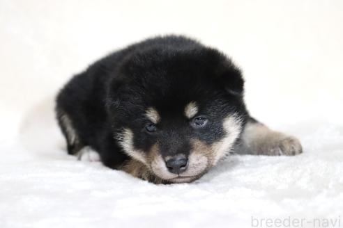 販売中の滋賀県の柴犬-382396の16枚目