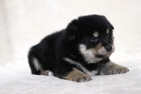 販売中の滋賀県の柴犬-382396の15枚目