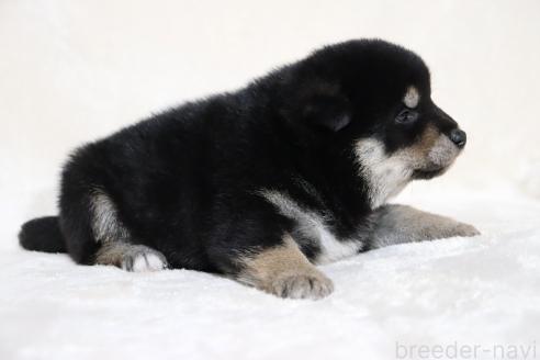 販売中の滋賀県の柴犬-382396の14枚目