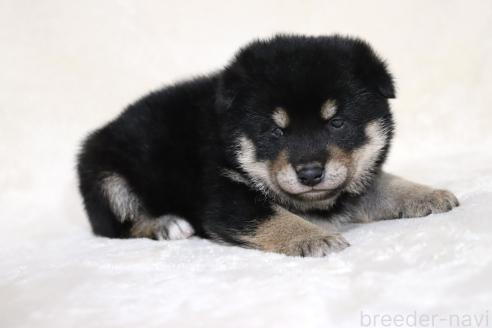 販売中の滋賀県の柴犬-382396の13枚目