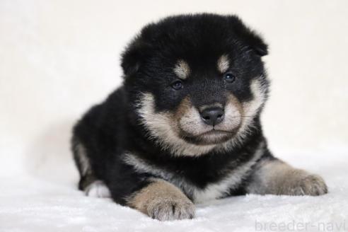 販売中の滋賀県の柴犬-382396の12枚目