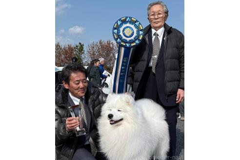 ののサモエド-