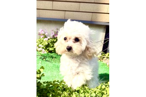 成約済の東京都のミックス犬-329634の7枚目