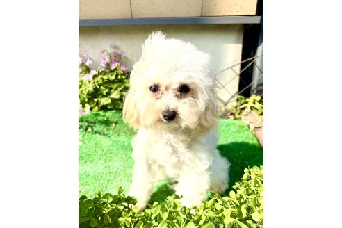 成約済の東京都のミックス犬-329634の6枚目