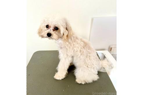 成約済の東京都のミックス犬-329634の5枚目