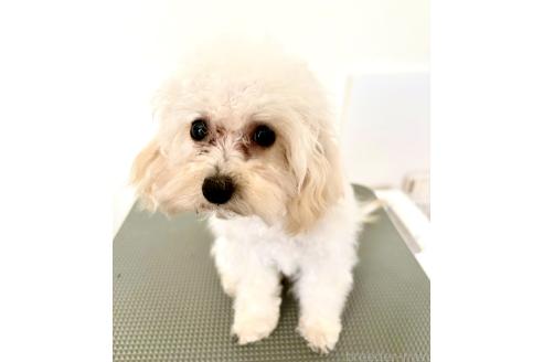 商談中の東京都のミックス犬-329634
