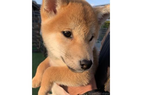 成約済の熊本県の柴犬-363771の2枚目
