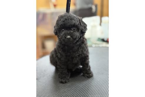 販売中の栃木県のタイニープードル-382422の8枚目