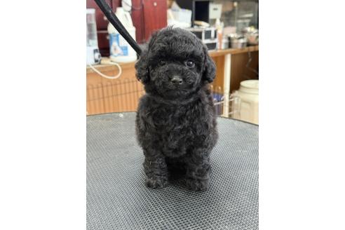 販売中の栃木県のタイニープードル-382422の5枚目