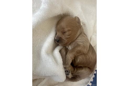販売中の茨城県のマルプー:マルチーズ×トイプードル-382485の12枚目