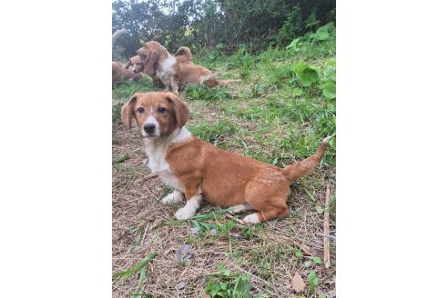 販売中の神奈川県のミックス犬-356749の6枚目