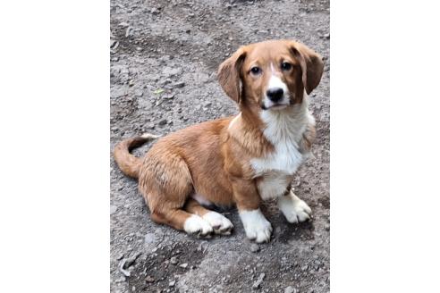販売中の神奈川県のミックス犬-356749の3枚目