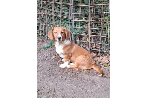 販売中の神奈川県のミックス犬-356749の2枚目