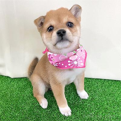 オンライン見学