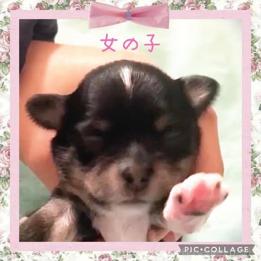 成約済の静岡県のチワプー:チワワ×トイプードル-382505の5枚目