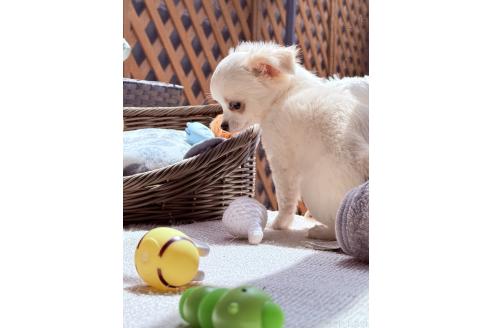 成約済の埼玉県のチワワ(ロングコート)-377175の5枚目
