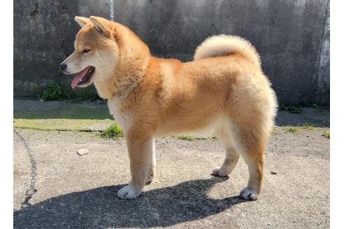 リリーちゃんちゃん1枚目