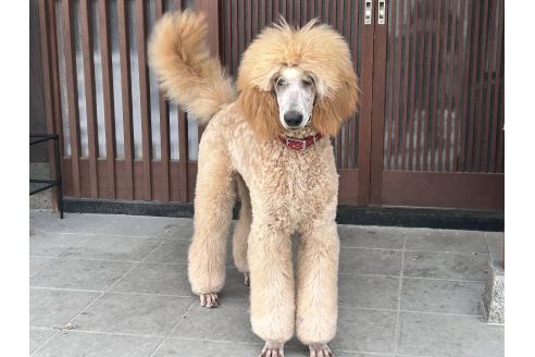 ルーシーちゃん1枚目
