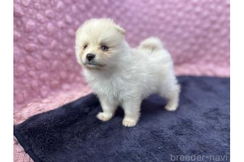 成約済の茨城県のポメラニアン-382550の10枚目