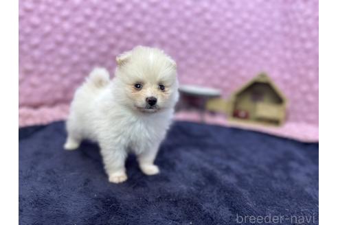 成約済の茨城県のポメラニアン-382550の8枚目
