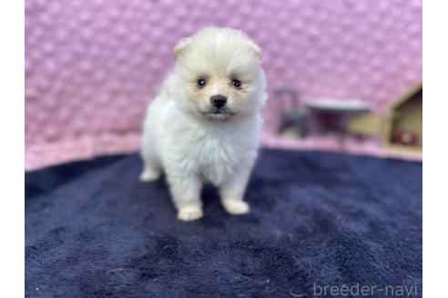 成約済の茨城県のポメラニアン-382550の7枚目