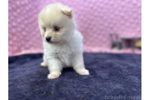 成約済の茨城県のポメラニアン-382550の2枚目