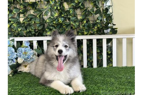 商談中の茨城県のミックス犬-381238の5枚目