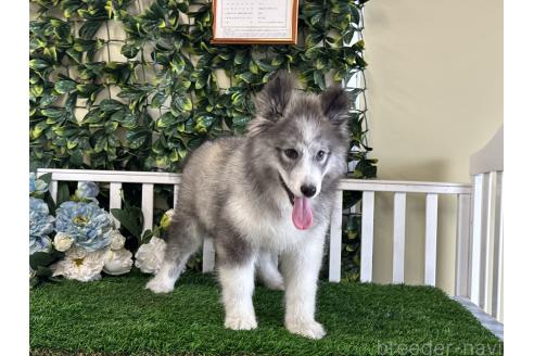 商談中の茨城県のミックス犬-381238の4枚目