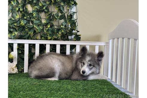 商談中の茨城県のミックス犬-381238の3枚目