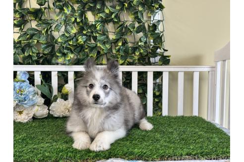 商談中の茨城県のミックス犬-381238の2枚目
