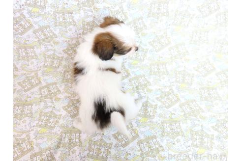 成約済の千葉県のパピヨン-379313の5枚目